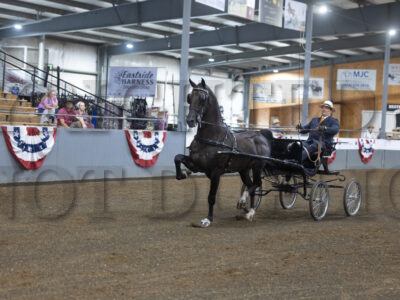 67. Open Breed Fine Harness Championship