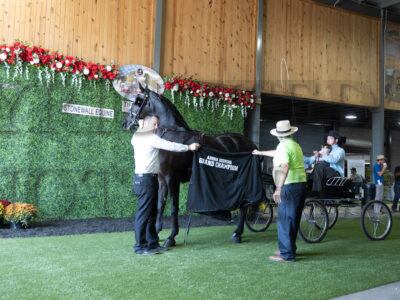 69. Friesian Open Harness Championship