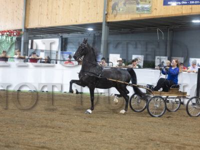 79. ADHHA Open American Fine Harness Championship