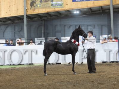 80. 10 Highest Scoring Weanling Presentation (Roadster Type)