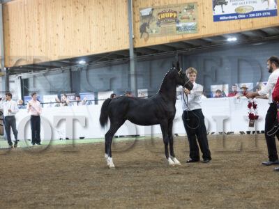 81. 10 Highest Scoring Weanling Presentation (Harness Type)