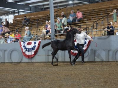 83. The Dutch/Standardbred Breeders Incentive Cup