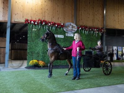 84. Hackney Pony Pleasure Driving Championship