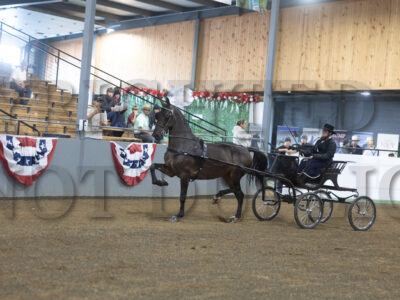87. ADHHA Open Dutch Harness Championship