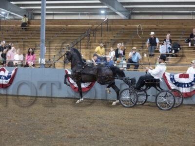91. Stallions & Mares Approval (ADHHA Show Test)