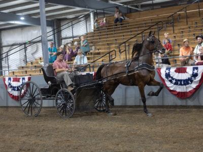 82. ADHHA Mare & Gelding Buggy Horse Championship