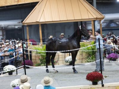 Lot 101 - 116