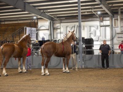 Belgian Geldings
