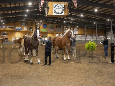 Belgian Group Classes