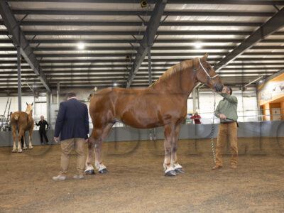 Belgian Mares