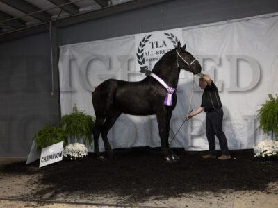 Best of Show