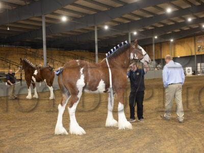 Clydesdale Geldings