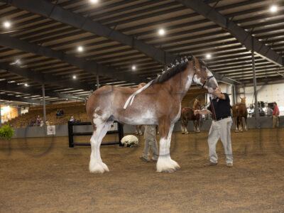 Clydesdale Mares