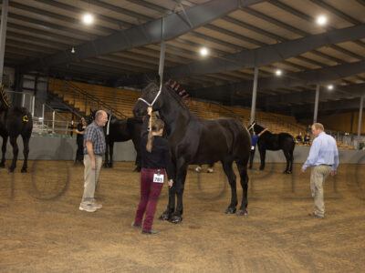 Percheron Geldings