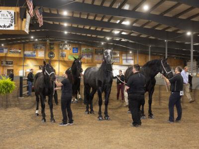 Percheron Group Classes