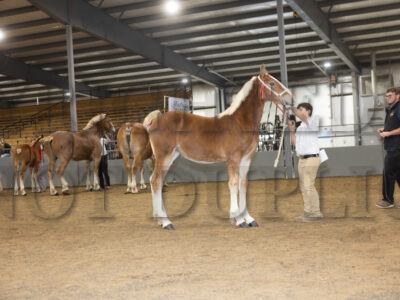 Youth Showmanship