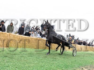 #79 Spring Echo