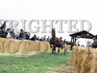 #99 Majestic Monarch