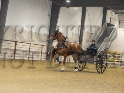 Incentive Two Year Old Belgians