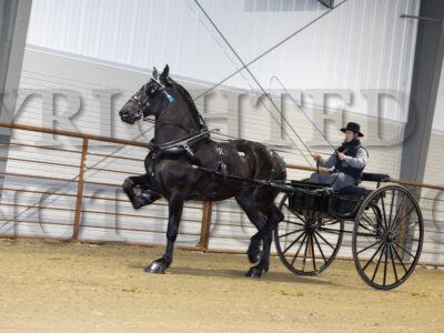 Incentive Two Year Old Percherons
