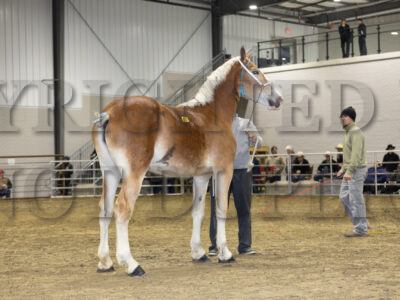 Incentive Yearling Belgian Fillies