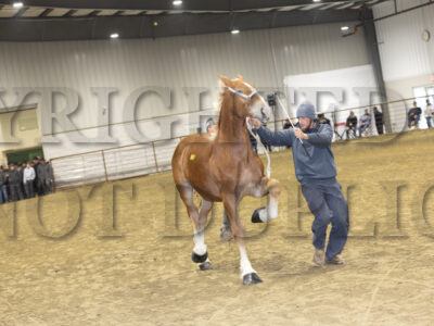 Incentive Yearling Belgian Stallions