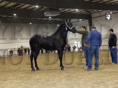 Incentive Yearling Percheron Fillies