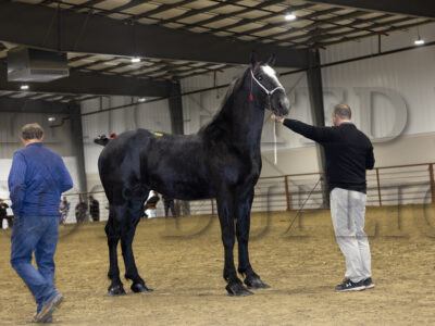 Incentive Yearling Percheron Stallions