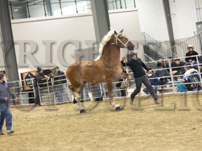 Stallion Driving & In Hand