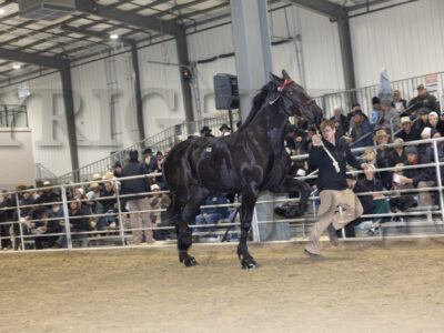 Lot 31 - 40