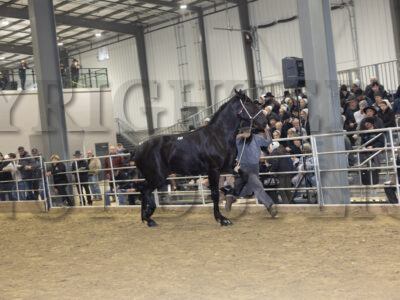 Lot 41 - 50