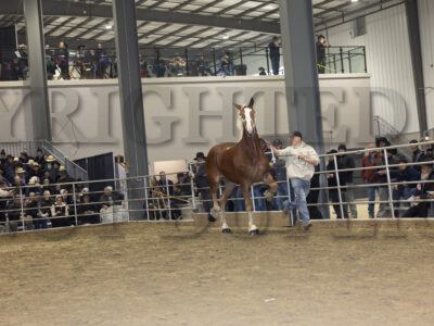 Lot 51 - 60