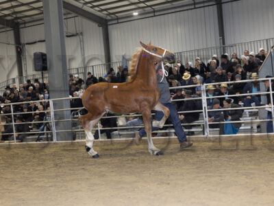 Lot 101 - 110