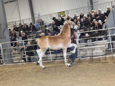 Lot 161 - 170