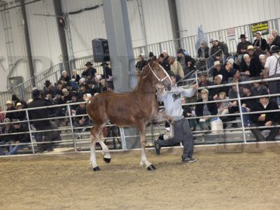 Lot 171 - 180