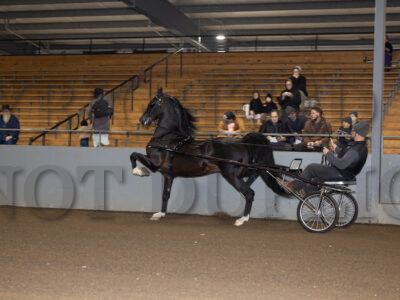Stallion Presentation