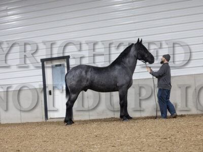 Blue Roan Percheron Stud