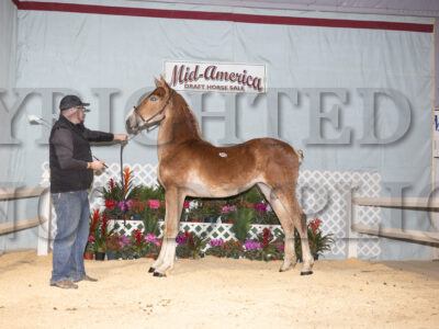 Belgian Fillies