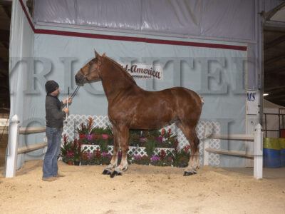 Belgian Mares