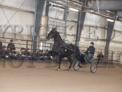 Stallion Presentation