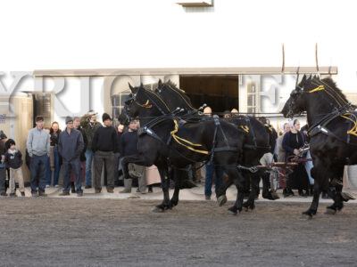 #2 Six Horse Hitch