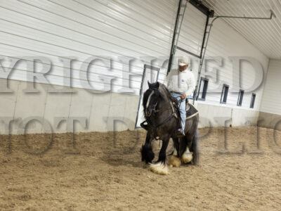 Blue Roan Gypsy