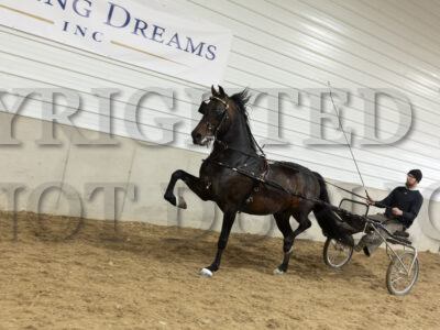 CD Acres Rocksteen