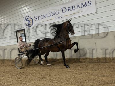 NS Fame And Fortune