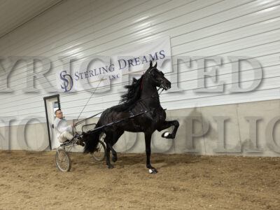 PY Stables Champ