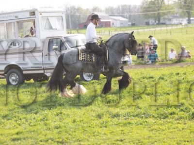 Blue Roan